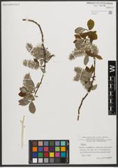 Foto von Salix L.